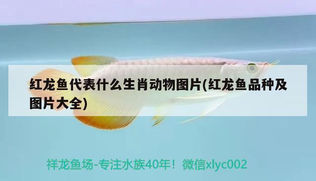 紅龍魚代表什么生肖動(dòng)物圖片(紅龍魚品種及圖片大全) 紅勾銀版魚