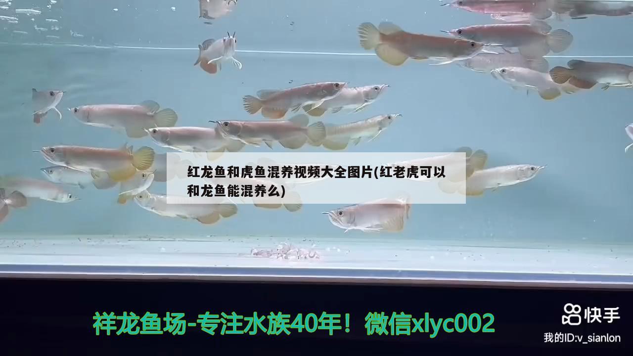 紅龍魚和虎魚混養(yǎng)視頻大全圖片(紅老虎可以和龍魚能混養(yǎng)么) 紅老虎魚