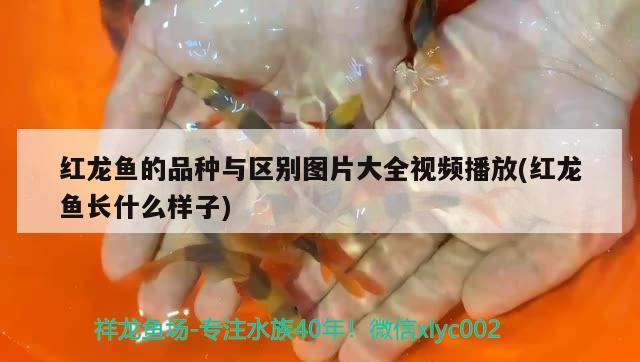 紅龍魚的品種與區(qū)別圖片大全視頻播放(紅龍魚長什么樣子) 金龍福龍魚