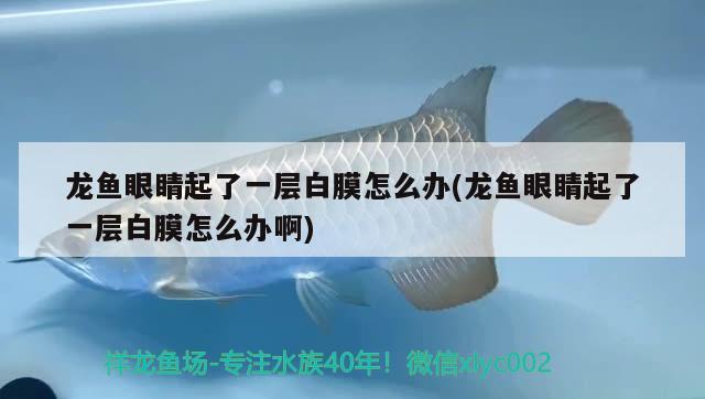 龍魚(yú)眼睛起了一層白膜怎么辦(龍魚(yú)眼睛起了一層白膜怎么辦啊)