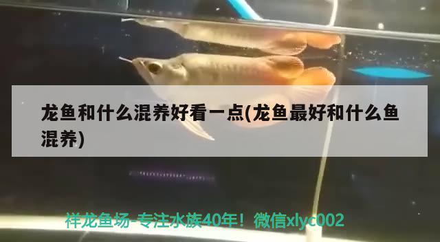 龍魚和什么混養(yǎng)好看一點(diǎn)(龍魚最好和什么魚混養(yǎng))