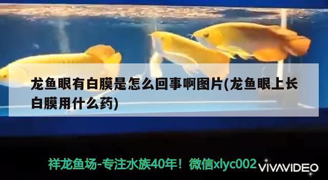 龍魚眼有白膜是怎么回事啊圖片(龍魚眼上長白膜用什么藥)