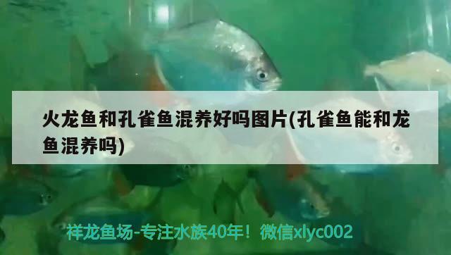 火龍魚和孔雀魚混養(yǎng)好嗎圖片(孔雀魚能和龍魚混養(yǎng)嗎)