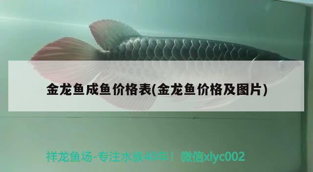 金龍魚成魚價格表(金龍魚價格及圖片)