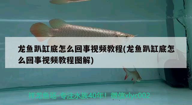 龍魚趴缸底怎么回事視頻教程(龍魚趴缸底怎么回事視頻教程圖解)