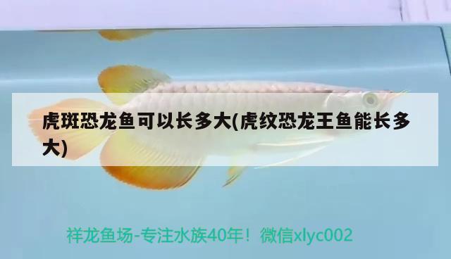 虎斑恐龍魚(yú)可以長(zhǎng)多大(虎紋恐龍王魚(yú)能長(zhǎng)多大) 虎斑恐龍魚(yú)