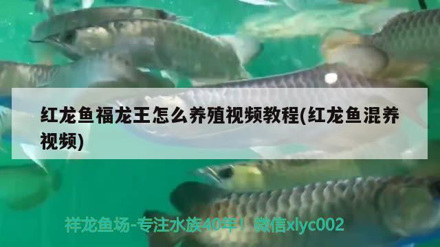 白化恐龍魚好養(yǎng)嗎(白化龍魚百度百科) 一眉道人魚