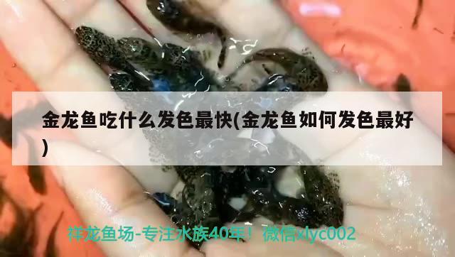 金龍魚吃什么發(fā)色最快(金龍魚如何發(fā)色最好) 白子銀龍魚苗