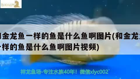 和金龍魚一樣的魚是什么魚啊圖片(和金龍魚一樣的魚是什么魚啊圖片視頻) 照明器材