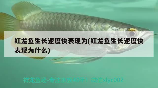 紅龍魚(yú)生長(zhǎng)速度快表現(xiàn)為(紅龍魚(yú)生長(zhǎng)速度快表現(xiàn)為什么)