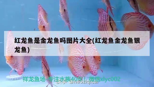 紅龍魚不發(fā)色正常嗎怎么回事(紅龍魚褪色什么原因) 白寫錦鯉魚 第2張