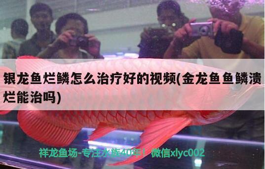 銀龍魚爛鱗怎么治療好的視頻(金龍魚魚鱗潰爛能治嗎)