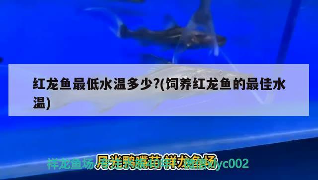 紅龍魚(yú)最低水溫多少?(飼養(yǎng)紅龍魚(yú)的最佳水溫) 馬拉莫寶石魚(yú)