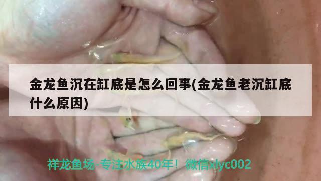 金龍魚沉在缸底是怎么回事(金龍魚老沉缸底什么原因)