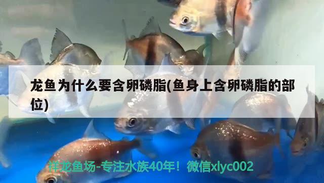 龍魚為什么要含卵磷脂(魚身上含卵磷脂的部位)