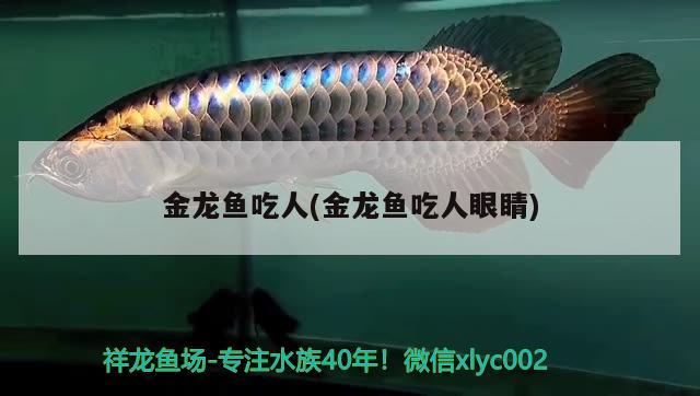 金龍魚吃人(金龍魚吃人眼睛) 狗仔招財貓魚