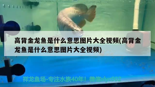 晉城水族館誰的魚缸魚池使用自動排污自動補水系統(tǒng)的？分享一下哩想弄大缸 慈雕魚 第1張