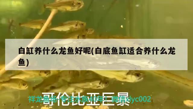 白缸養(yǎng)什么龍魚好呢(白底魚缸適合養(yǎng)什么龍魚)