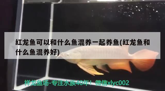 紅龍魚可以和什么魚混養(yǎng)一起養(yǎng)魚(紅龍魚和什么魚混養(yǎng)好)