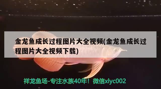 金龍魚成長過程圖片大全視頻(金龍魚成長過程圖片大全視頻下載) 喂食器