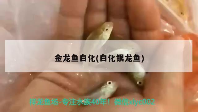 金龍魚白化(白化銀龍魚) 銀龍魚