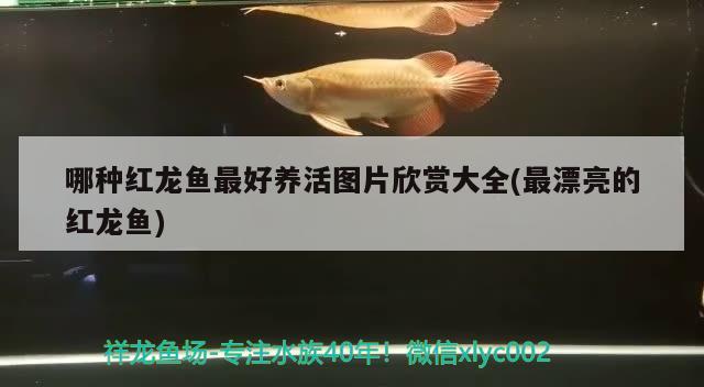 哪種紅龍魚最好養(yǎng)活圖片欣賞大全(最漂亮的紅龍魚)