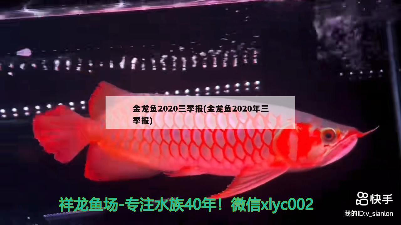 金龍魚2020三季報(bào)(金龍魚2020年三季報(bào)) 造景/裝飾