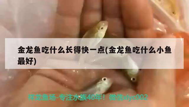 金龍魚吃什么長得快一點(金龍魚吃什么小魚最好) 丹頂錦鯉魚