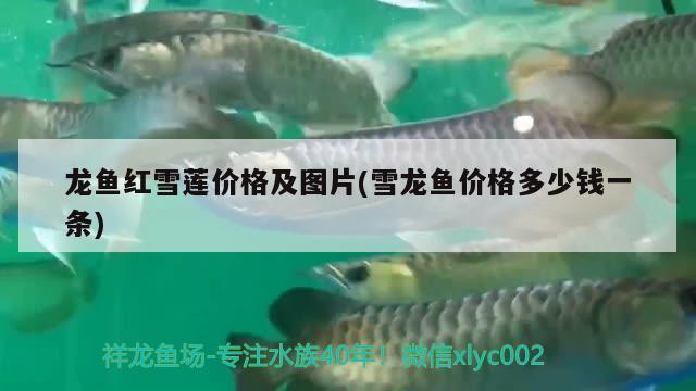 龍魚(yú)紅雪蓮價(jià)格及圖片(雪龍魚(yú)價(jià)格多少錢一條)