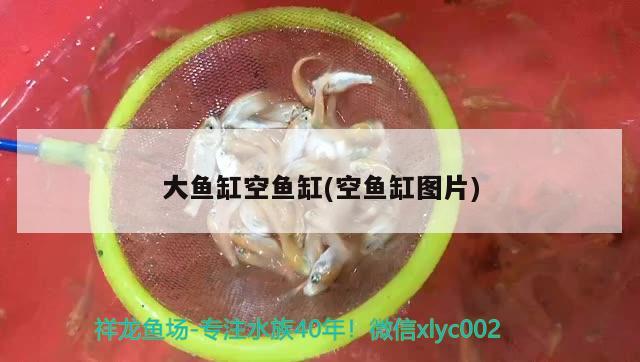 大魚缸空魚缸(空魚缸圖片) 白子關(guān)刀魚苗 第2張