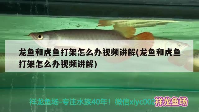 龍魚和虎魚打架怎么辦視頻講解(龍魚和虎魚打架怎么辦視頻講解)