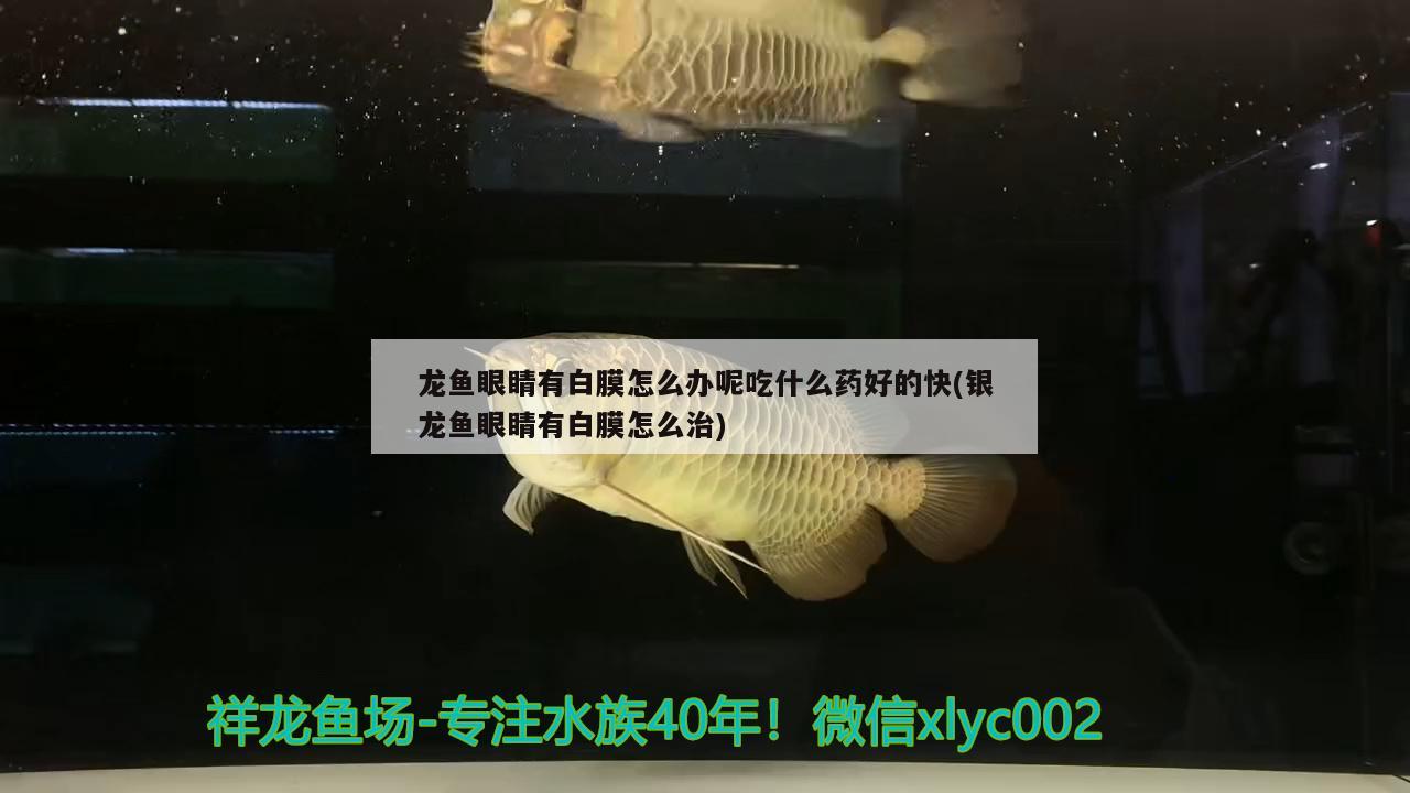 龍魚眼睛有白膜怎么辦呢吃什么藥好的快(銀龍魚眼睛有白膜怎么治)