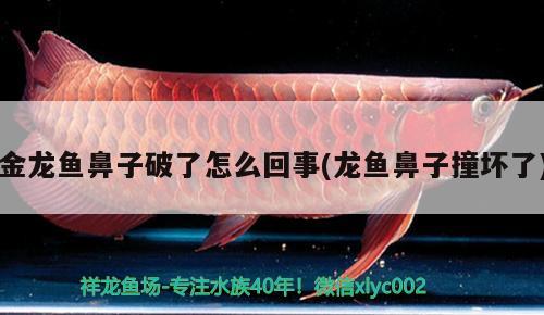 金龍魚鼻子破了怎么回事(龍魚鼻子撞壞了) 撒旦鴨嘴魚