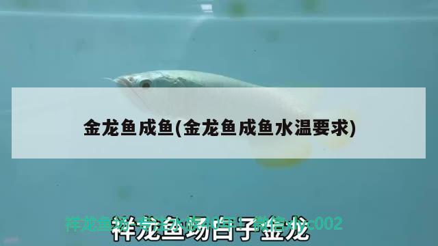 金龍魚成魚(金龍魚成魚水溫要求)