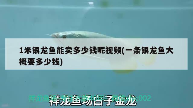 1米銀龍魚(yú)能賣(mài)多少錢(qián)呢視頻(一條銀龍魚(yú)大概要多少錢(qián))