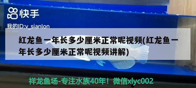 紅龍魚一年長多少厘米正常呢視頻(紅龍魚一年長多少厘米正常呢視頻講解)