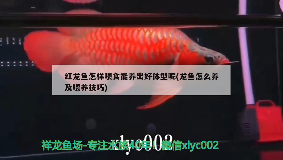 紅龍魚怎樣喂食能養(yǎng)出好體型呢(龍魚怎么養(yǎng)及喂養(yǎng)技巧)