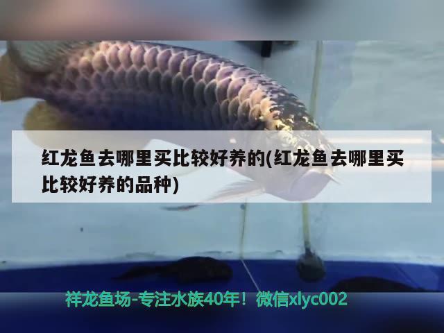 白化銀板咬龍魚(銀龍魚反白怎么救) 銀龍魚百科