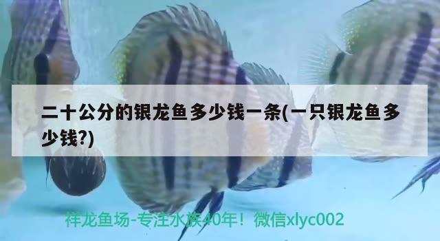 二十公分的銀龍魚多少錢一條(一只銀龍魚多少錢?)