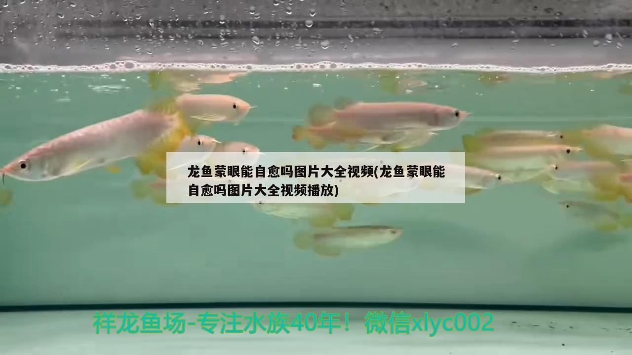 龍魚蒙眼能自愈嗎圖片大全視頻(龍魚蒙眼能自愈嗎圖片大全視頻播放)