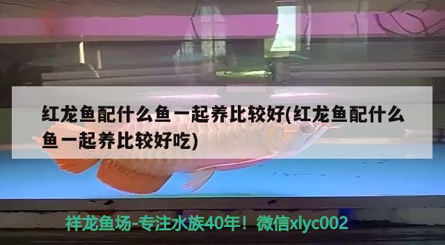 紅龍魚配什么魚一起養(yǎng)比較好(紅龍魚配什么魚一起養(yǎng)比較好吃) 稀有紅龍品種