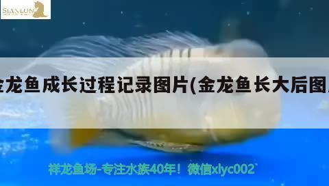 露臺(tái)魚缸設(shè)計(jì)圖片（露臺(tái)魚缸設(shè)計(jì)圖片效果圖） 觀賞魚魚苗