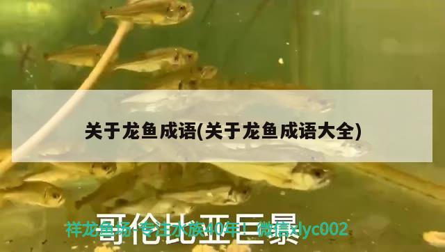 關(guān)于龍魚成語(yǔ)(關(guān)于龍魚成語(yǔ)大全) 印尼四紋虎