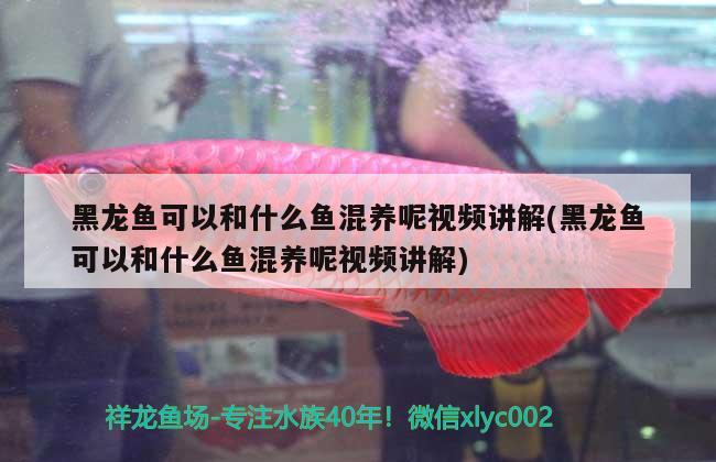 黑龍魚可以和什么魚混養(yǎng)呢視頻講解(黑龍魚可以和什么魚混養(yǎng)呢視頻講解)