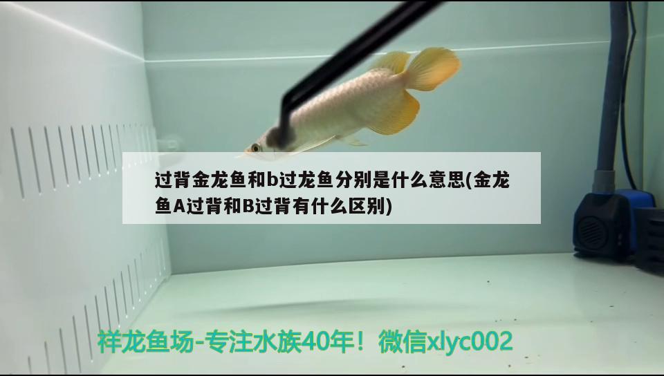 過背金龍魚和b過龍魚分別是什么意思(金龍魚A過背和B過背有什么區(qū)別)