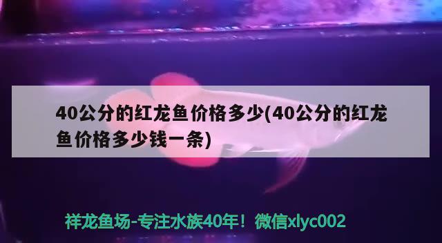 金黃色金龍魚怎么養(yǎng)好看(金龍魚怎么養(yǎng)才能更有金質(zhì))