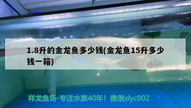 1.8升的金龍魚多少錢(金龍魚15升多少錢一箱) 白子黃化銀龍魚