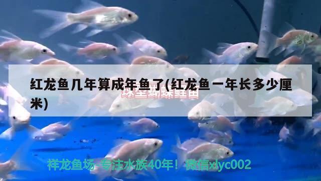 紅龍魚幾年算成年魚了(紅龍魚一年長多少厘米)