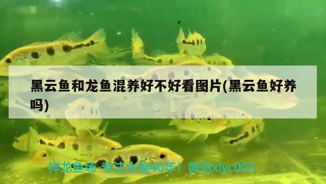 觀賞魚之友app：中國觀賞魚之家論壇cn