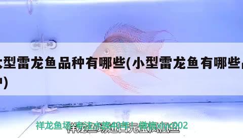 孔雀魚生小魚要單獨撈出嗎為什么：孔雀魚生小魚只生1條怎么辦 觀賞魚 第3張